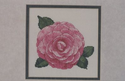 Pink Perfection Camellia