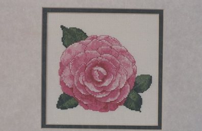 Pink Perfection Camellia