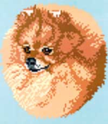 Pomeranian - Orange