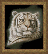 Portrait Of A White Tiger