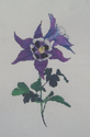 Purple Columbine