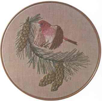 Purple Finch