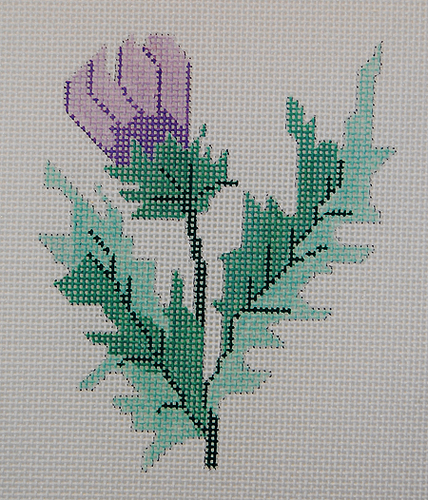 Purple Thistle