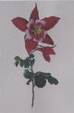 Red Columbine