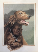Red Setter