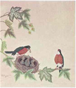 Robin Red Breast Family