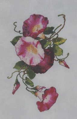 Ruby Morning Glory