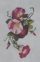 Ruby Morning Glory