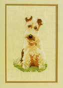 Sara - Wire Haired Terrier