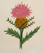 Single Thistle