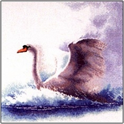 Swan In Flight
