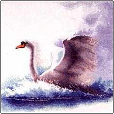 Swan In Flight