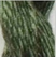 Tarragon - Thirteen Silk 3143