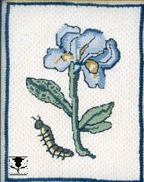 The Iris