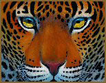 The Many Faces - Leopard