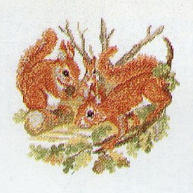 The Squirrel Family