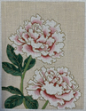 Two Pink Peony Blooms