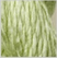 Vineyard Silk C064 Daiquiri