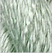 Vineyard Silk C147 BokChoy