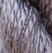 Vineyard Silk C241 Driftwood