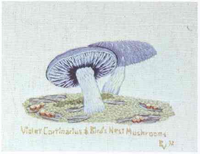 Violet Cortinarious & Bird's Nest Mushrooms