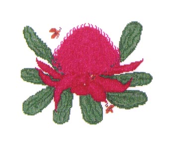 Waratah & Teddy Bear Bees