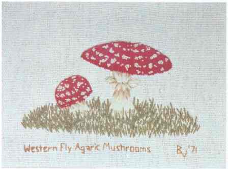 Western Fly Agaric Mushrooms