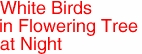 White Birds
in Flowering Tree
at Night