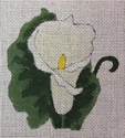 White Calia Lily