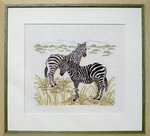 Zebras