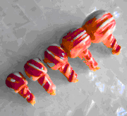 Mala's Guru Bead - Blood Tridacna