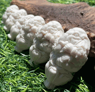Buckhorn Ganesh Mala's Guru Bead Buckhorn Ganesh Mala's Guru Bead