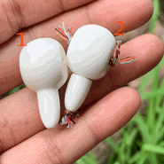 Buckhorn Guru Bead Buckhorn Guru Bead