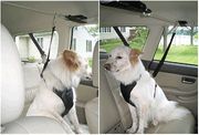 Auto Zip Line with Harness