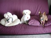Boarding, Daycare and Training