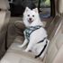 Car Harness for Dogs in Plaid Design Size: X-Small