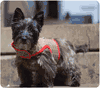 Dogenvy Harness Vest 