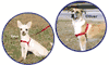 Gentle Leader Easy Walk Harness