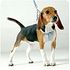 Luxury Harness and Leash Luxury Harness and Leash