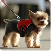 Small Sport Sac with Leash
