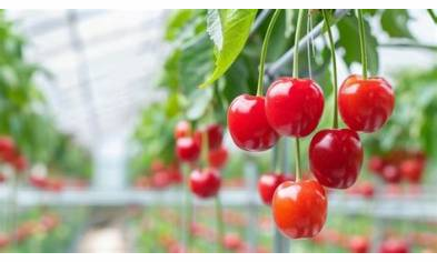 Cherry Greenhouse, Chisholm, MN