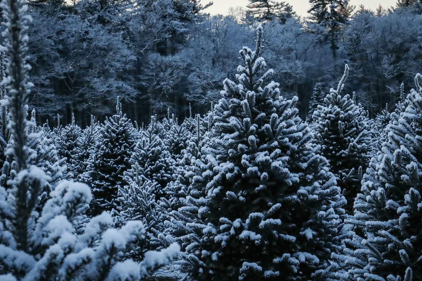 Chestnut Mountain Tree Farm, Hatfield, MA