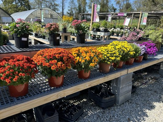 Crow's Nest Greenhouse, Blacksburg, VA