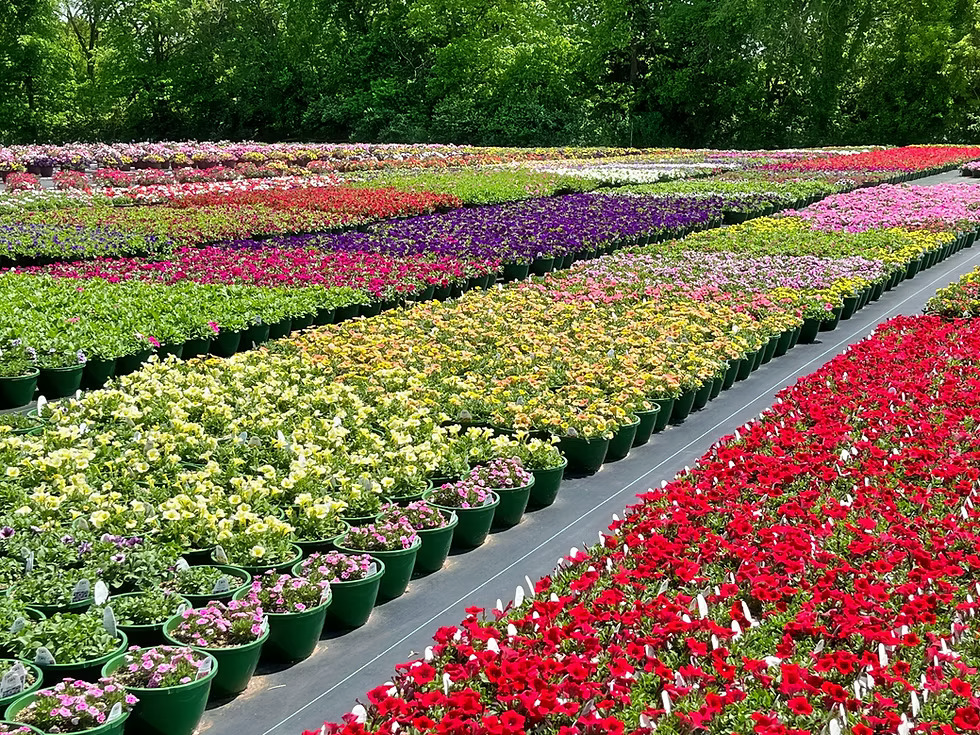 Danville Gardens, Danville, IL