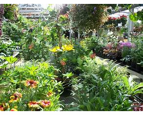 Forth Floral, Rhinelander, WI