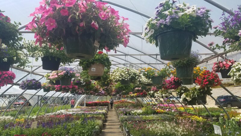 Gray Farm Greenhouse & Florist, Wells, ME