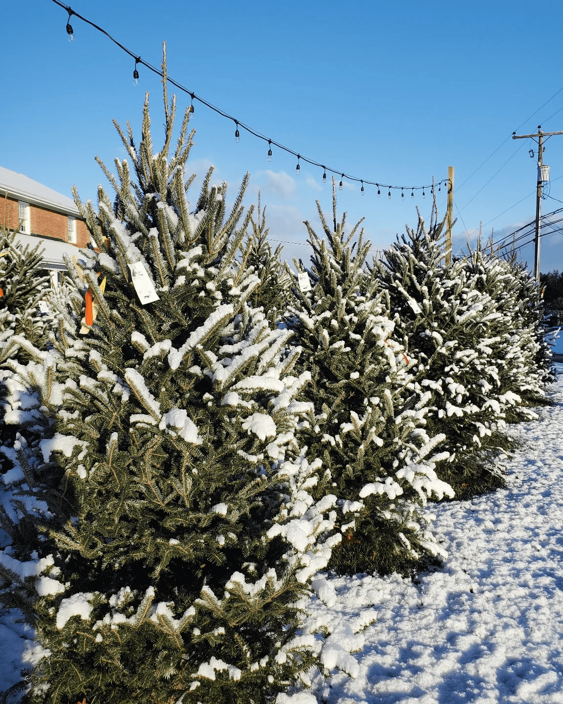 Heritage Tree Farm, Lititz, PA