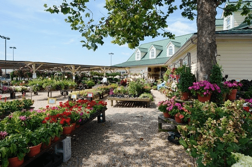 Jernigan's Nursery, Dunn, NC