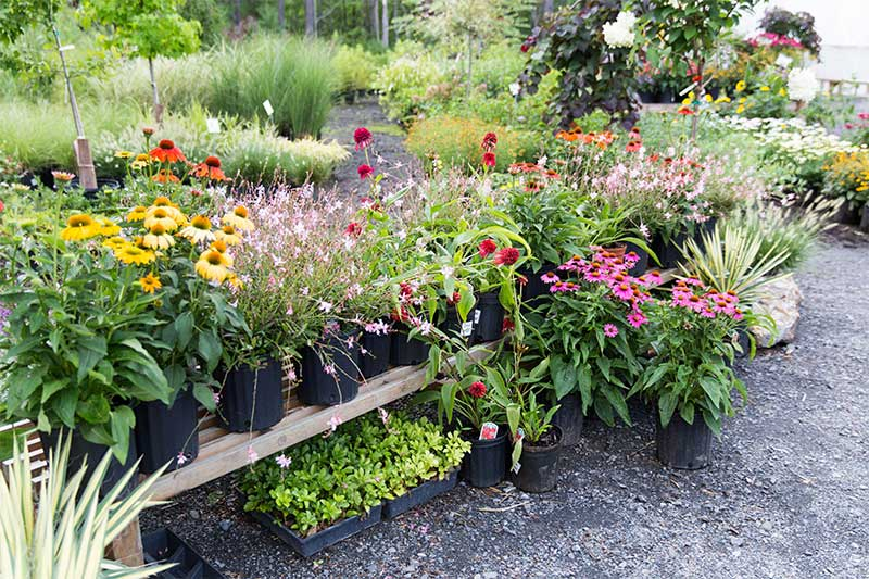 Kalleco Nursery, Tillson, NY