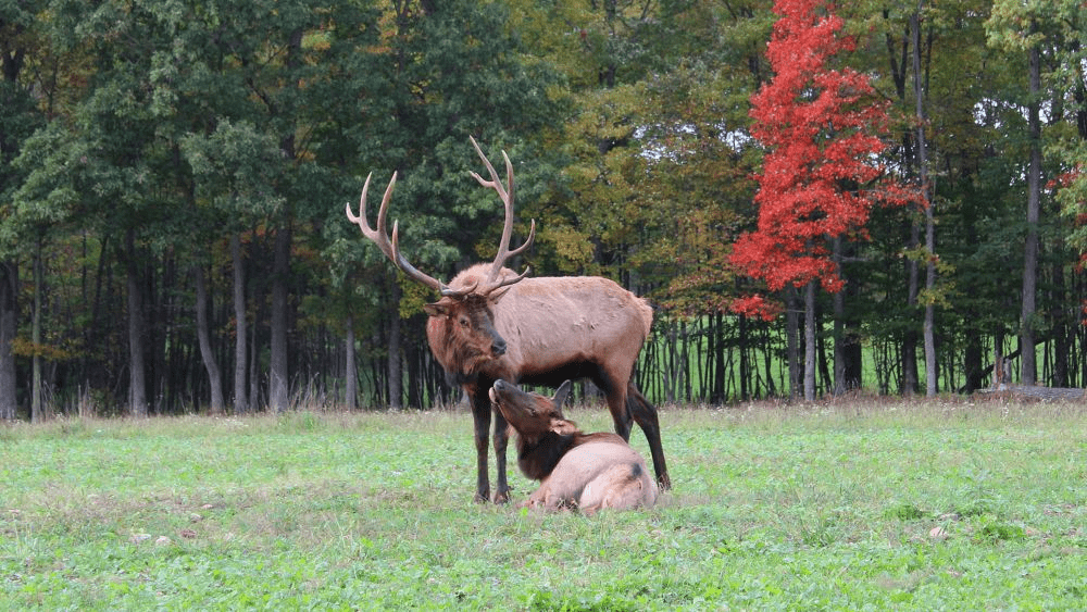 Keystone Elk Country Alliance, Benezette, PA